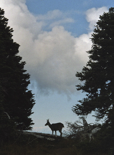 Deer