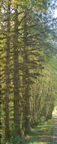 Quinault Rain Forest