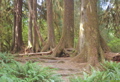 Nurse Log