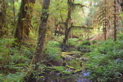 Hoh Rain Forest