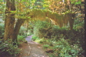 Hall of Mosses Trail