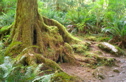 Moss on Tree