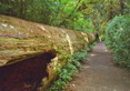 Fallen Tree