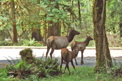 Elk Herd