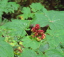 Berries