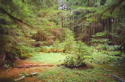 Rain Forest