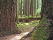 Old Growth Forest