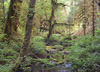 Olympic National Park Photos