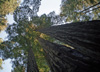 Redwoods National and State Parks Photos