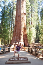 General Sherman Tree