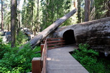 General Sherman Tree