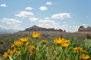 Wildflowers