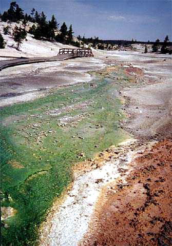 Yellowstone National Park Norris Geyser Basin Photo