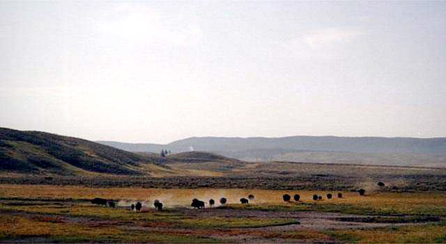Yellowstone National Park Buffalo Yellowstone River Photo