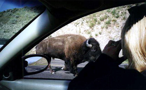 Yellowstone National Park Buffalo Up Close Photo