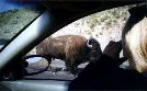 Buffalo Up Close