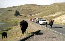Buffalo Traffic Jam