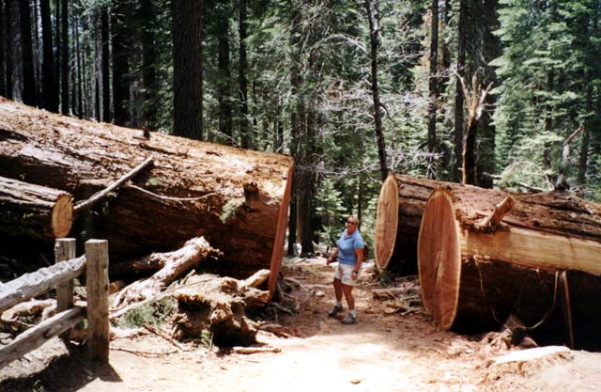 Yosemite National Park Mariposa Grove Fallen Sequoias Photo