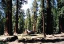 Mariposa Grove Cabin