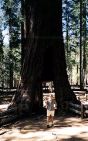 Mariposa Grove Tunnel Tree