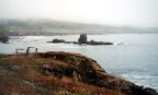 Pacific Coast Hwy Wild Flowers
