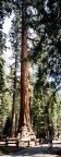 Mariposa Grove Giant Sequoia