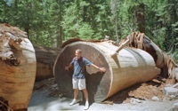 Sequoia Tree